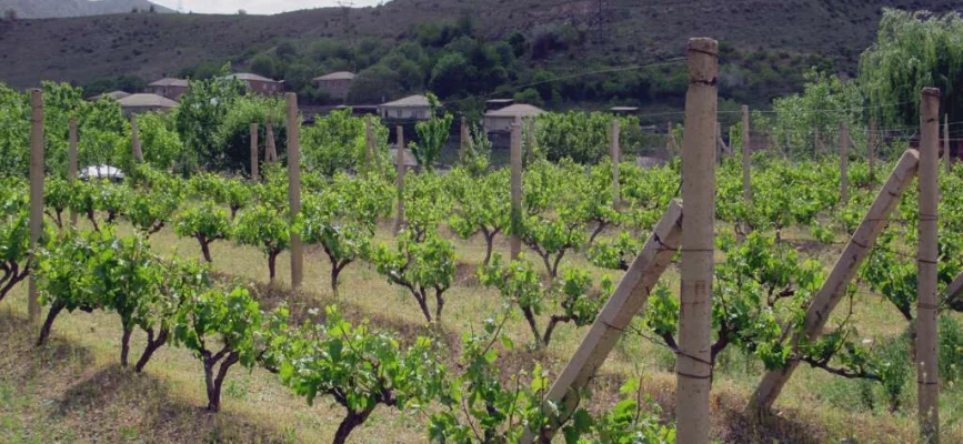 Արենիի խաղողի այգիներ Վայոց ձորում