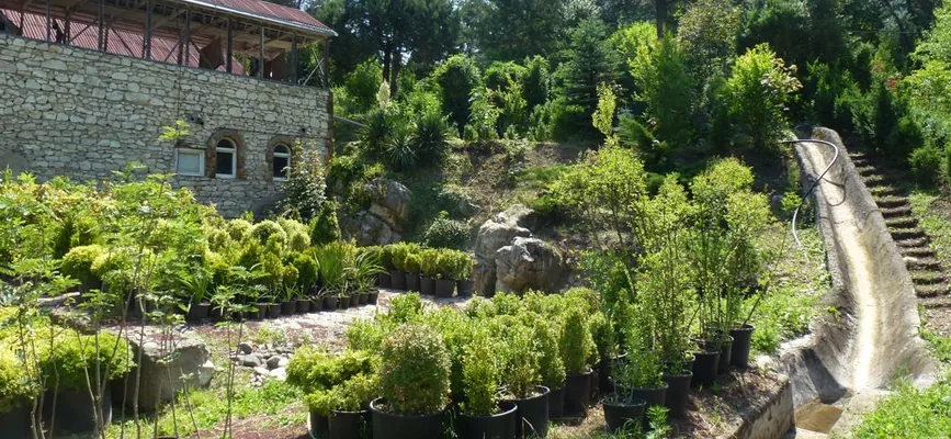 Իջևանի դենդրոպարկի կանաչ տարածքը