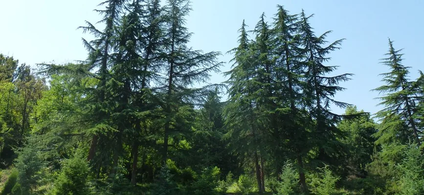 Զբոսանքի ճանապարհ Իջևանի դենդրոպարկում