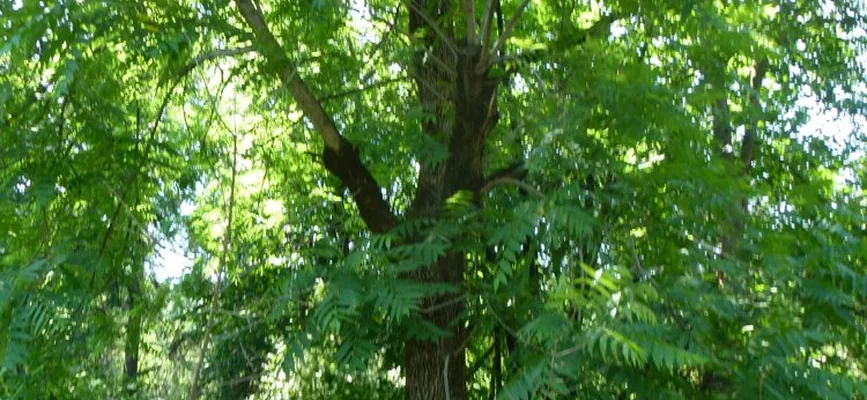 Բարձր ծառեր Իջևանի դենդրոպարկում