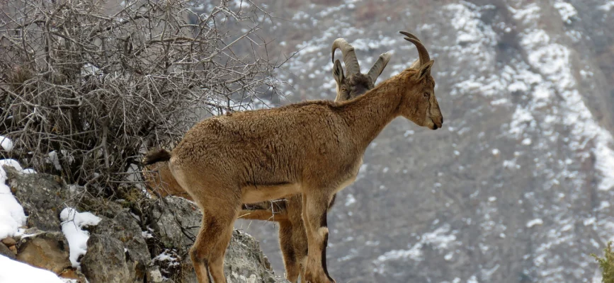 Two bezoar goats on a snowy rocky slope in Armenia