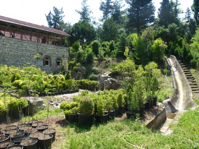 Իջևանի դենդրոպարկ